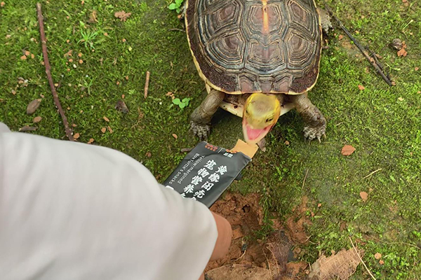 黄缘龟零食营养条