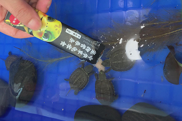 中华草龟零食营养条