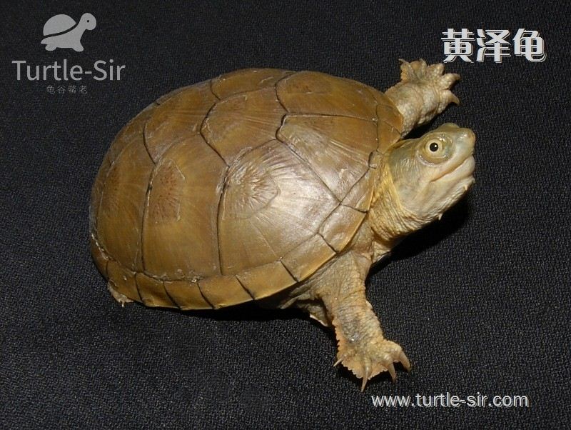 黄泽龟-黄泽蛋龟-黄泥龟-黄泥蛋龟