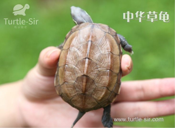 中华草龟-草龟