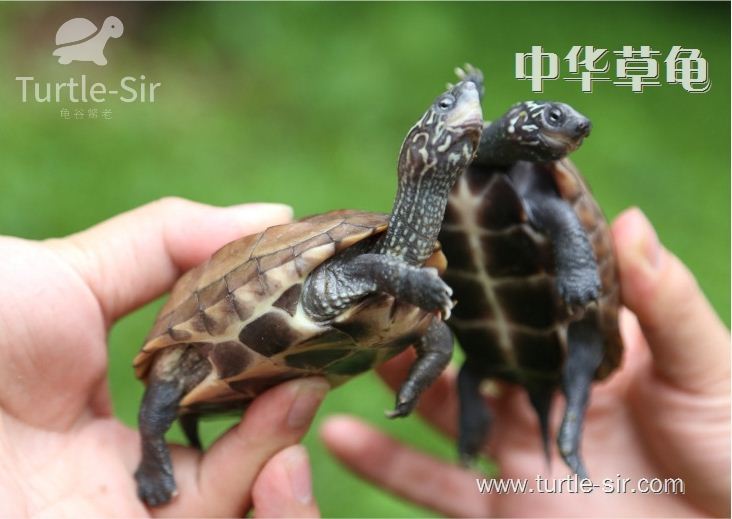 中华草龟-草龟