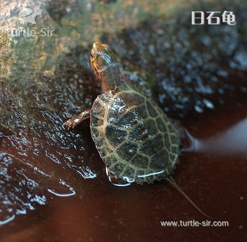 日本石龟-日石龟