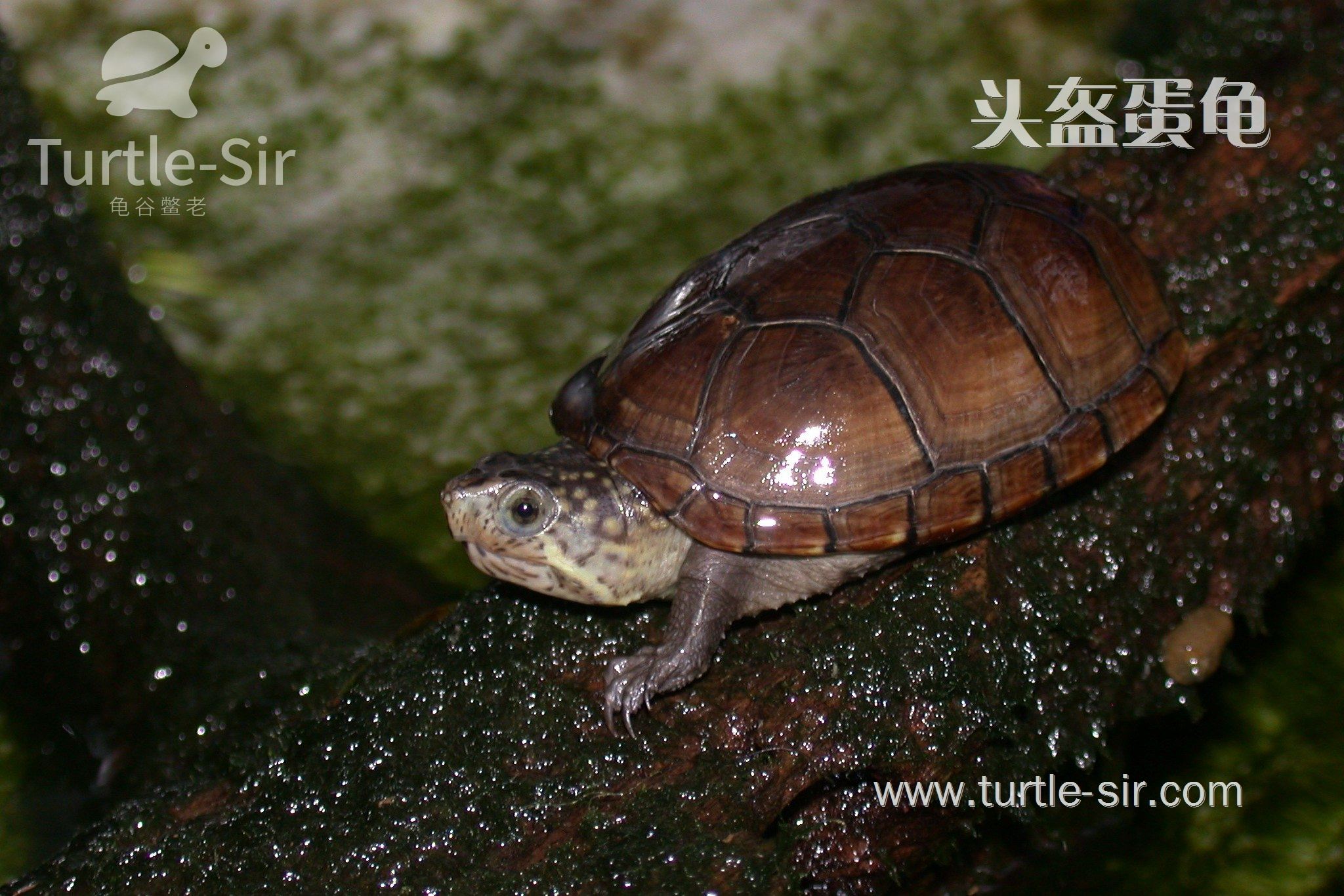 东方泥龟