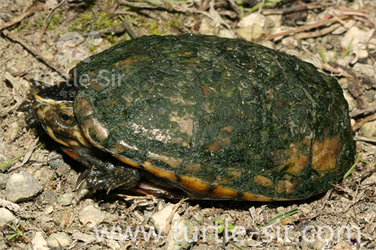 宠物龟小乌龟腐皮病症状、病因、防治办法