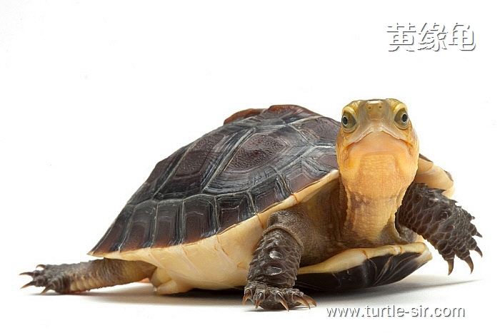 黄缘闭壳龟的名字由来，黄缘闭壳龟的饲养环境