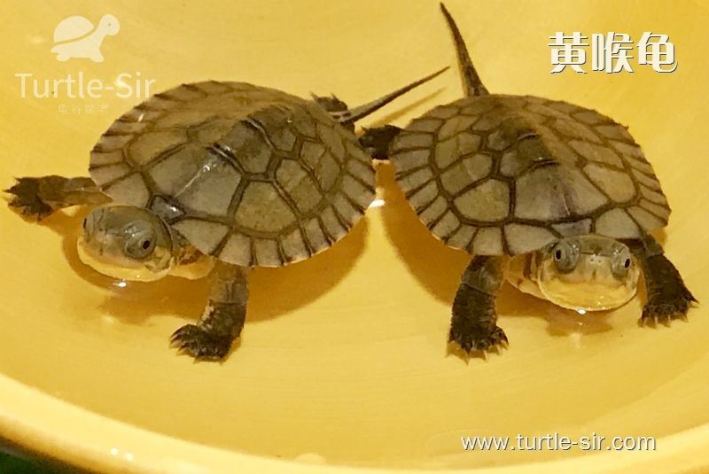 黄喉拟水龟怎么发色，才能够养的漂亮