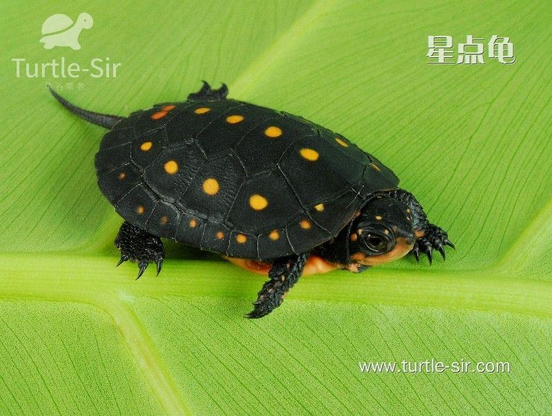 星点水龟－背着小星星的乌龟