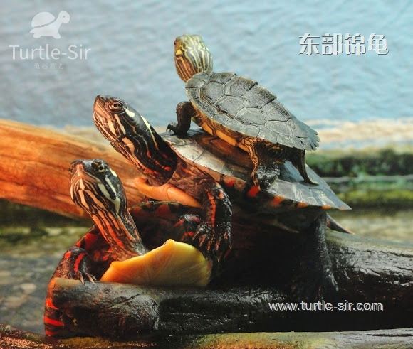 东锦龟可以长多大，温度多少合适