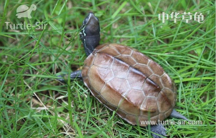 中华草龟为什么适合饲养