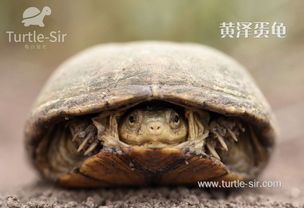 致使黄泽蛋龟患上龟腐皮最大的因素原来是它