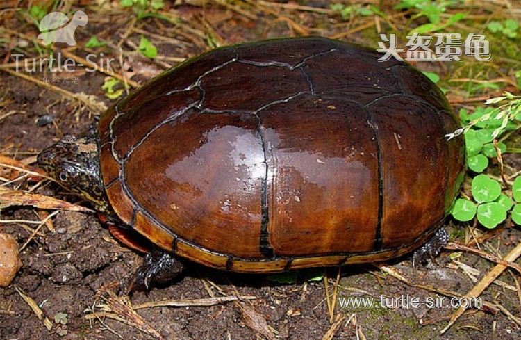 头盔龟如果患上龟腐皮应该如何治疗