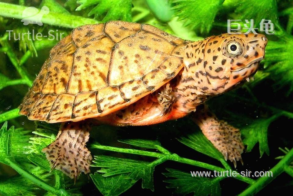 巨头麝香龟是很有魅力的「龟谷鳖老」