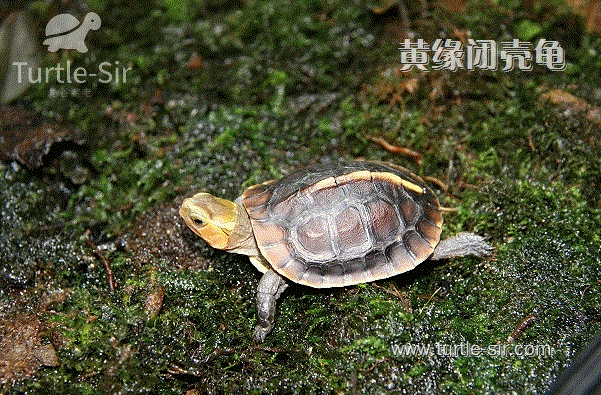比较珍贵的黄缘闭壳龟「龟谷鳖老」
