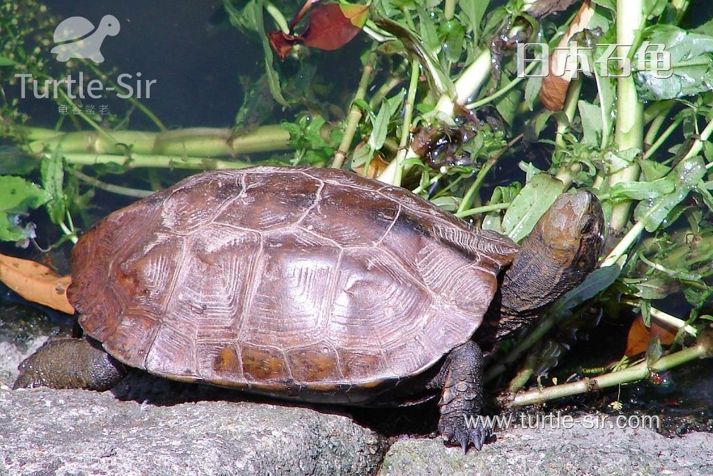 日本石龟腐皮病是常见的「龟谷鳖老」