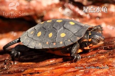 教大家认识星点龟并它的特性「龟谷鳖老」