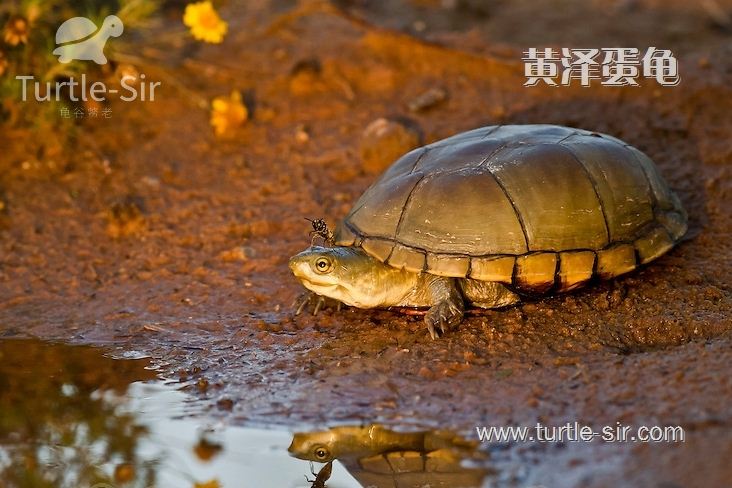 黄泽蛋龟一种灵性活泼的龟类「龟谷鳖老」