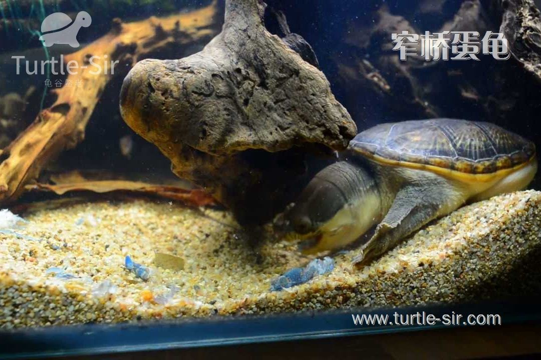窄桥龟的独特爱好，你知道吗？「龟谷鳖老」