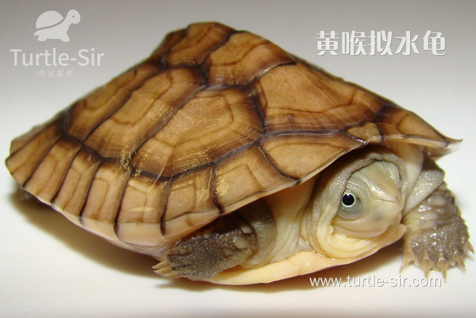 教你如何为黄喉拟水龟准备一个适合它们生育的环境「龟谷鳖老」