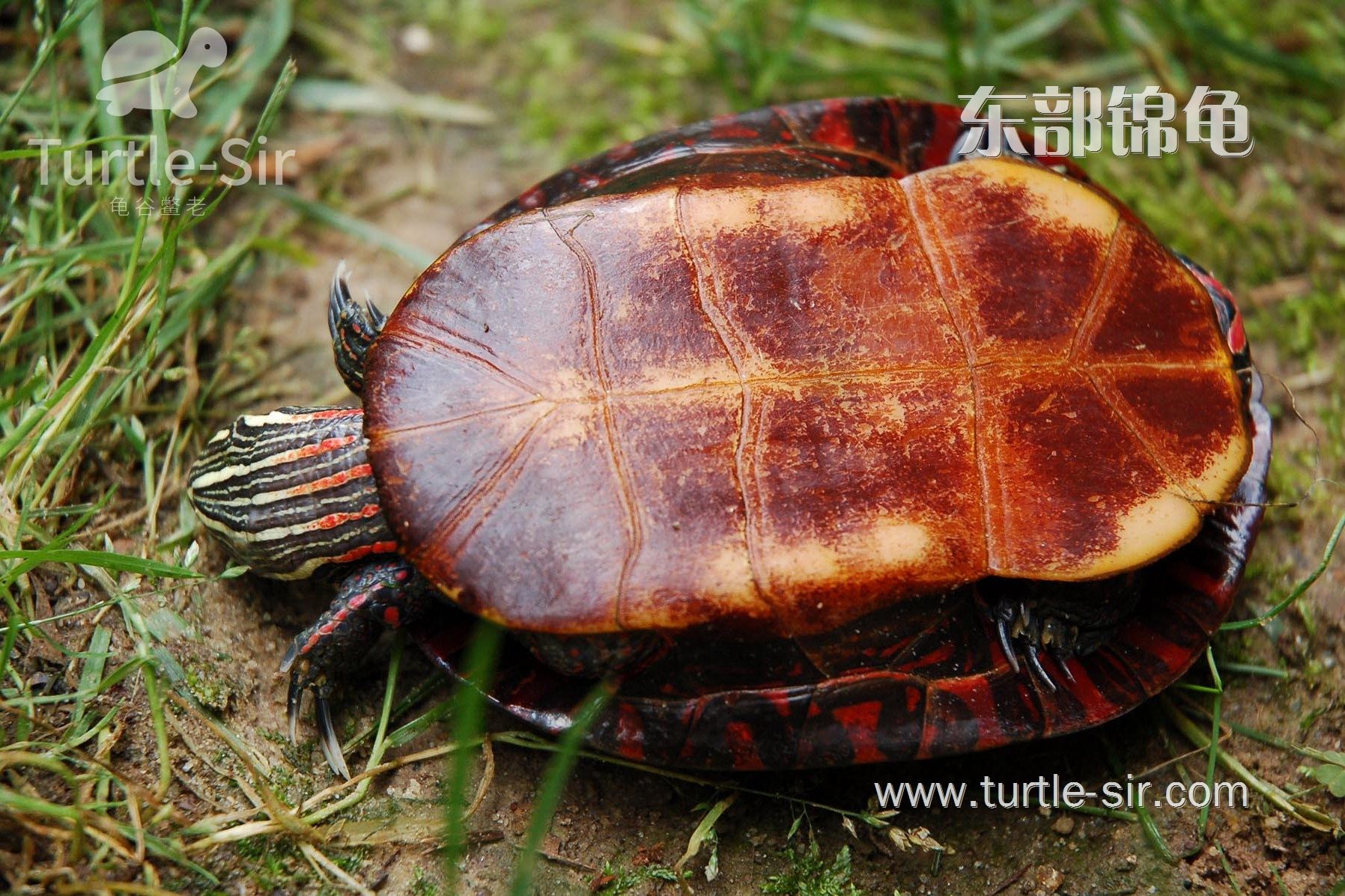 你知道东锦龟的背甲如何长出水草吗？「龟谷鳖老」