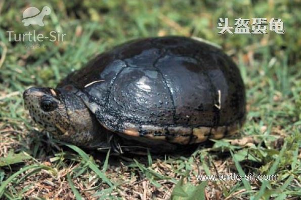 头盔蛋龟饲养的过程当中需要注意哪些「龟谷鳖老」