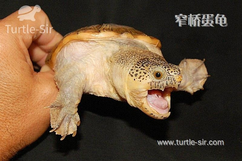 窄桥龟饲养是比较简单的「龟谷鳖老」