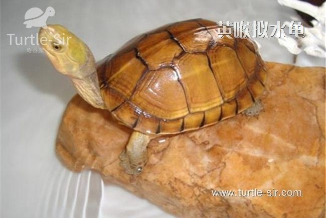 黄喉拟水龟可以长多大「龟谷鳖老」