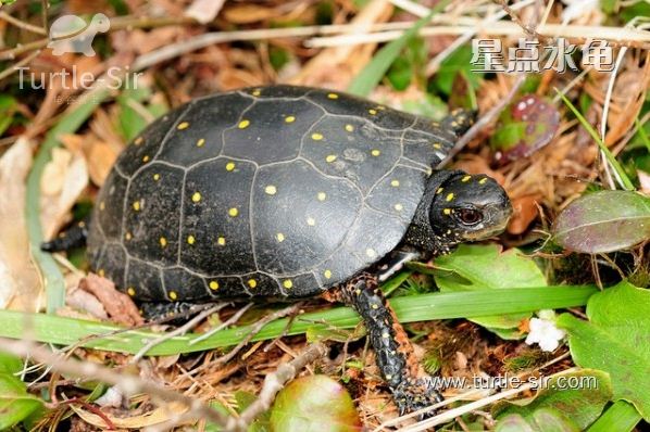 星点龟喜欢白天活动的「龟谷鳖老」
