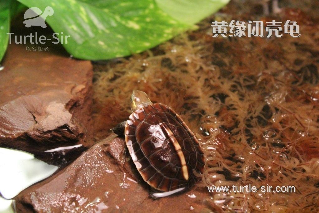 黄缘闭壳龟队对温度要求是比较高的「龟谷鳖老」