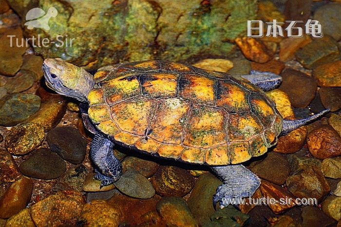 似乎可爱好养的日本石龟  「龟谷鳖老」
