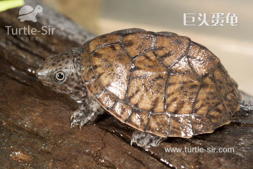 巨头麝香龟是比较呆萌的「龟谷鳖老」