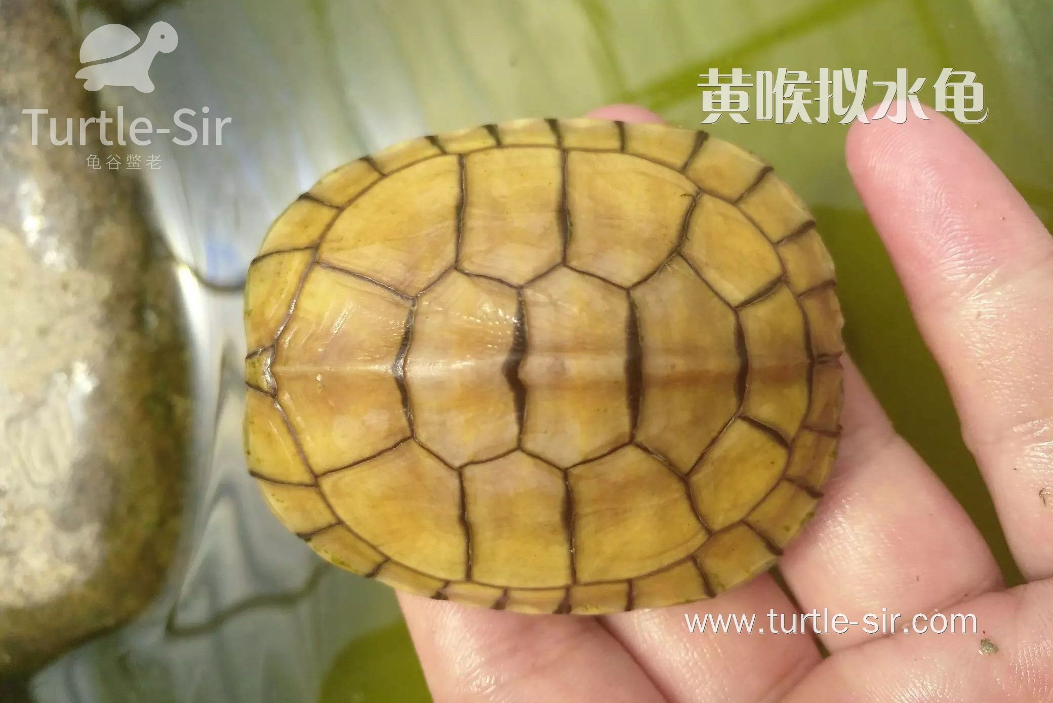 适应能力比较强的黄喉拟水龟「龟谷鳖老」