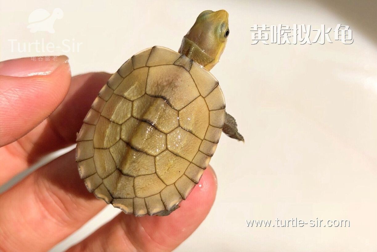 黄喉拟水龟也是养宠物的一个不错选择呢「龟谷鳖老」