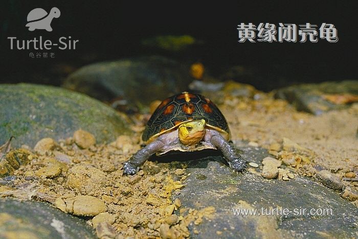 黄缘闭壳龟，一只你值得拥有的乌龟「龟谷鳖老」
