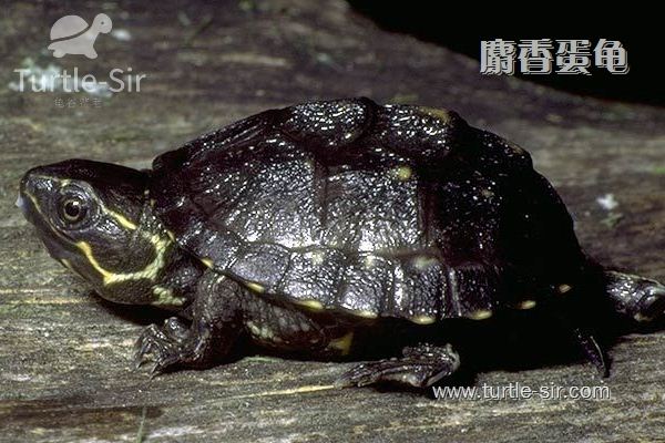 麝香龟为什么叫麝香龟？你知道多少？「龟谷鳖老」