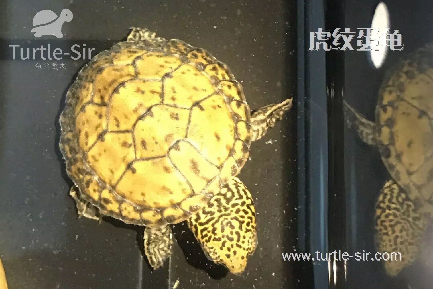 虎纹龟适合深水的一种宠物「龟谷鳖老」