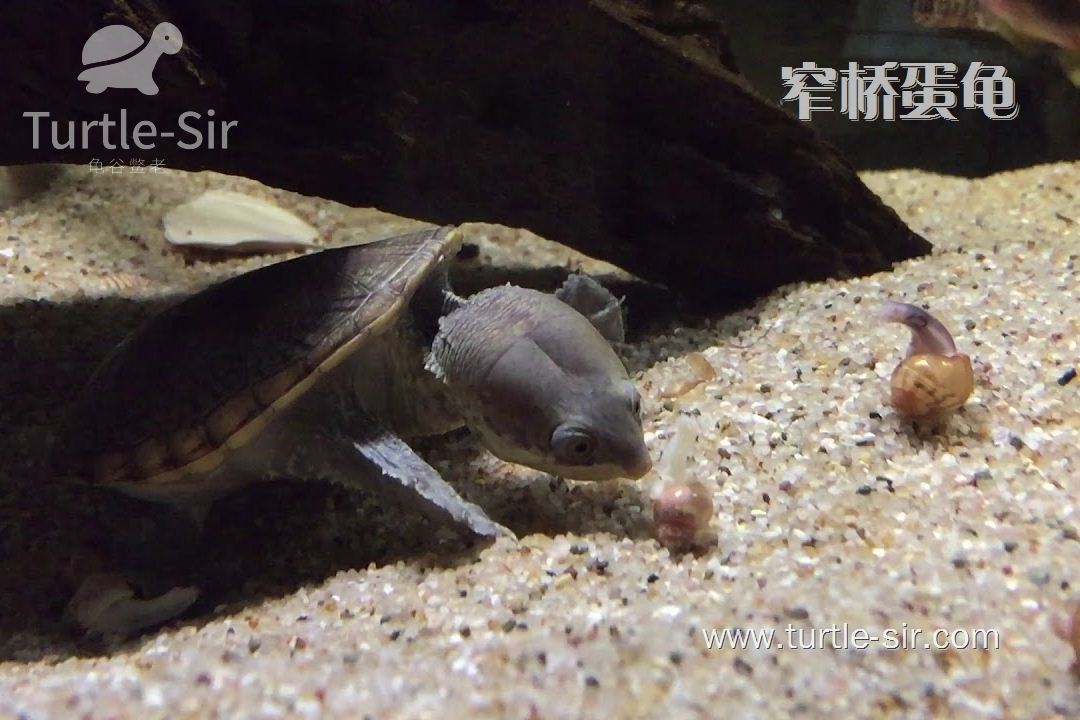 窄桥蛋龟是一个比较凶残的品种「龟谷鳖老」