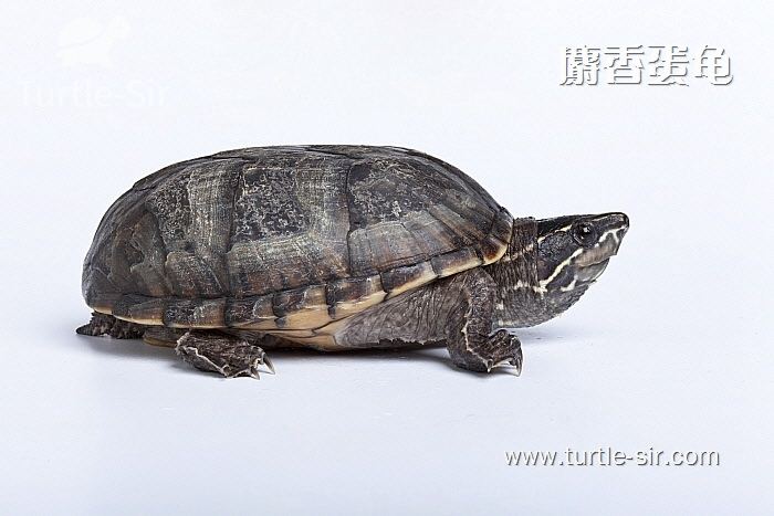 麝香龟一种迷你小乌龟「龟谷鳖老」