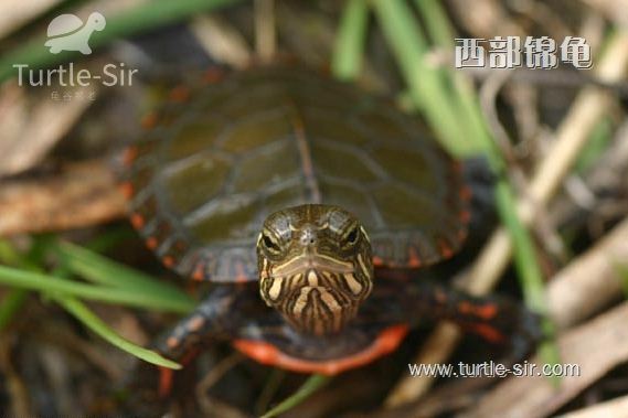 西锦龟喜欢吃什么「龟谷鳖老」