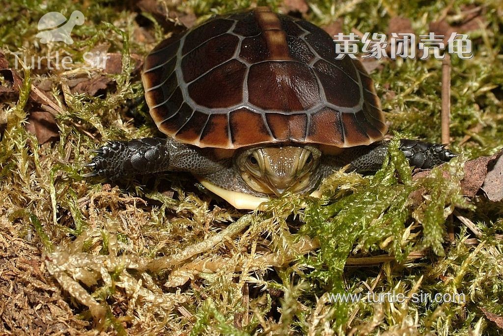 养黄缘龟的极致，其实就是“高圆红”的高品保值生活！