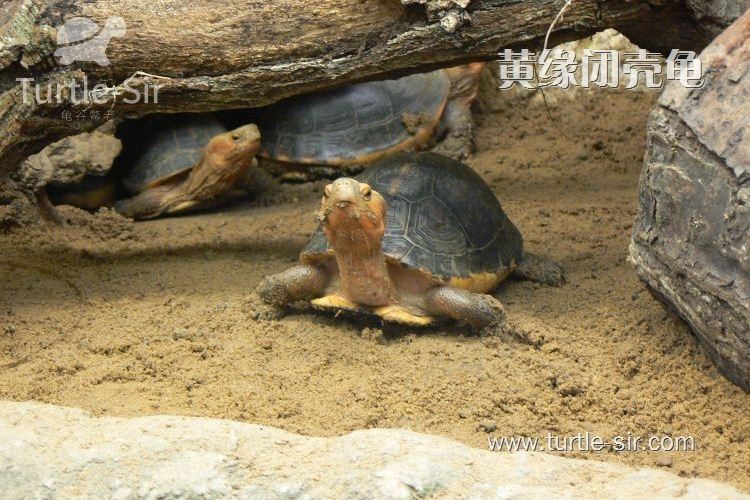 养龟小常识，龟谷鳖老助你养龟道路一臂之力！