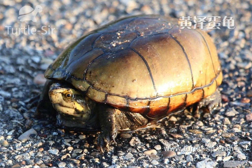 黄泽蛋龟这么可爱是否可以群养呢（又叫黄泽龟、黄泥龟）