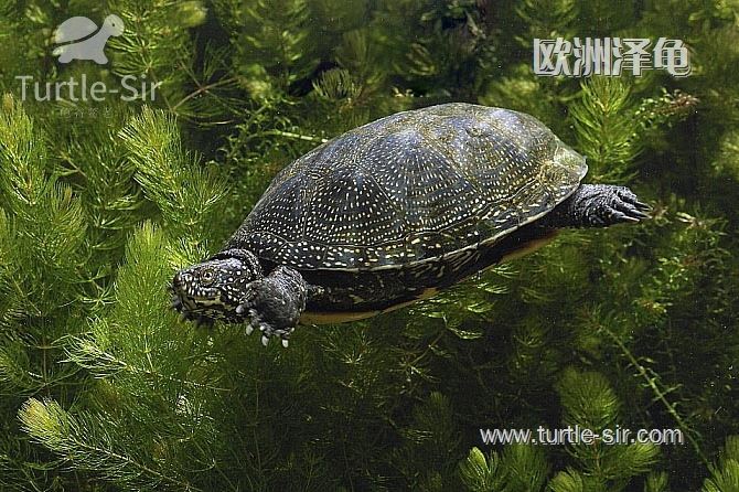 欧洲泽龟怎么繁殖