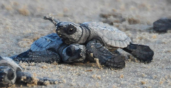 龟谷鳖老带你认识世界上最小的海龟---肯普氏丽龟