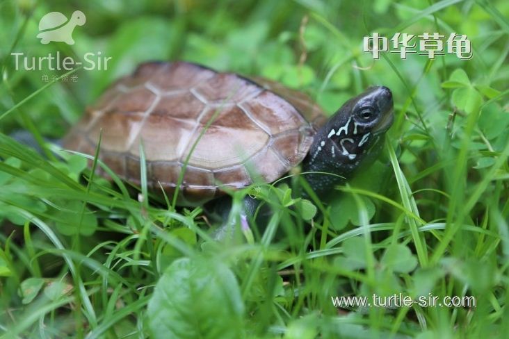 龟谷鳖老分享养龟需要先学习的过滤小知识