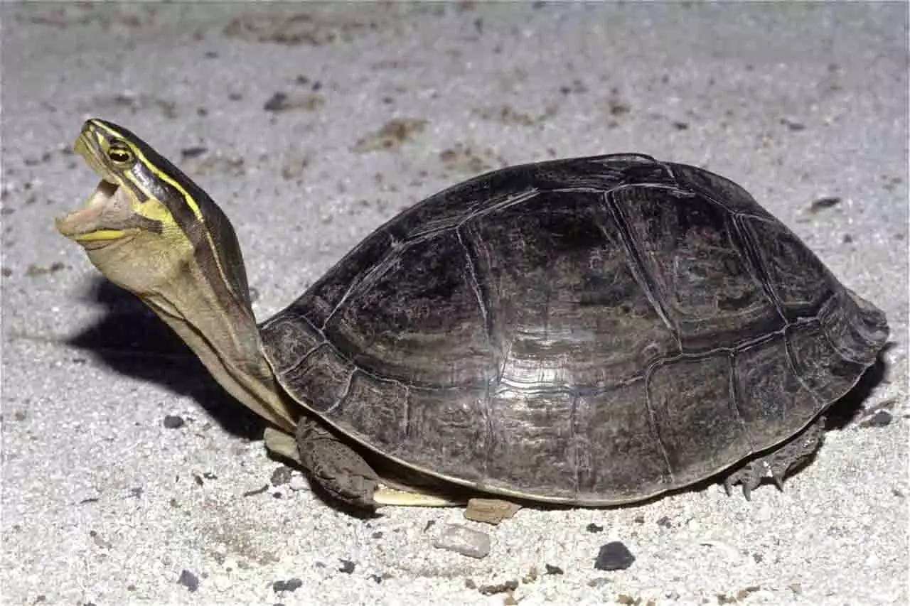 安布闭壳龟饲养和环境攻略，也叫马来闭壳龟