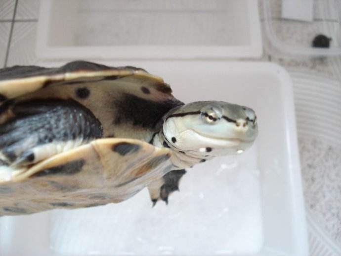 希拉里蟾头龟饲养习性温度和环境布置浅谈