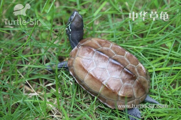 中华草龟如何使用晒背灯