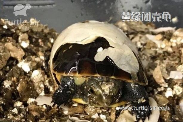 黄缘闭壳龟壳发软是什么原因