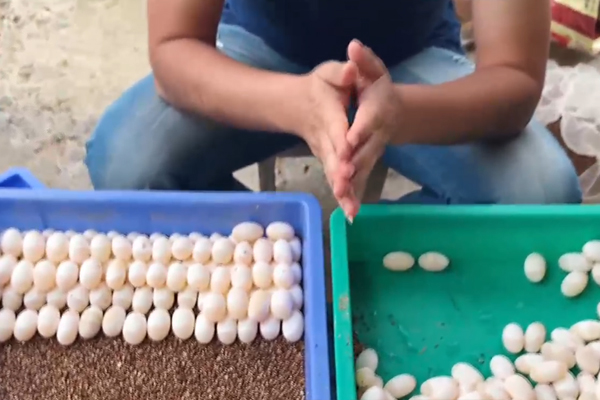中华草龟蛋怎么判断是否受精，可孵化出来小乌龟「龟谷鳖老」