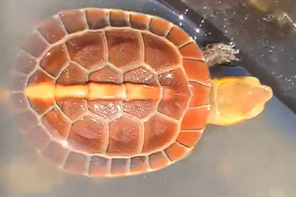 黄缘龟背甲甲片缝隙发白是怎么回事，是否生病了「龟谷鳖老」